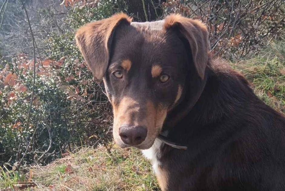 Vermisstmeldung Hund rassenmischung Männliche , 2 jahre Saint-Sauveur-de-Montagut Frankreich