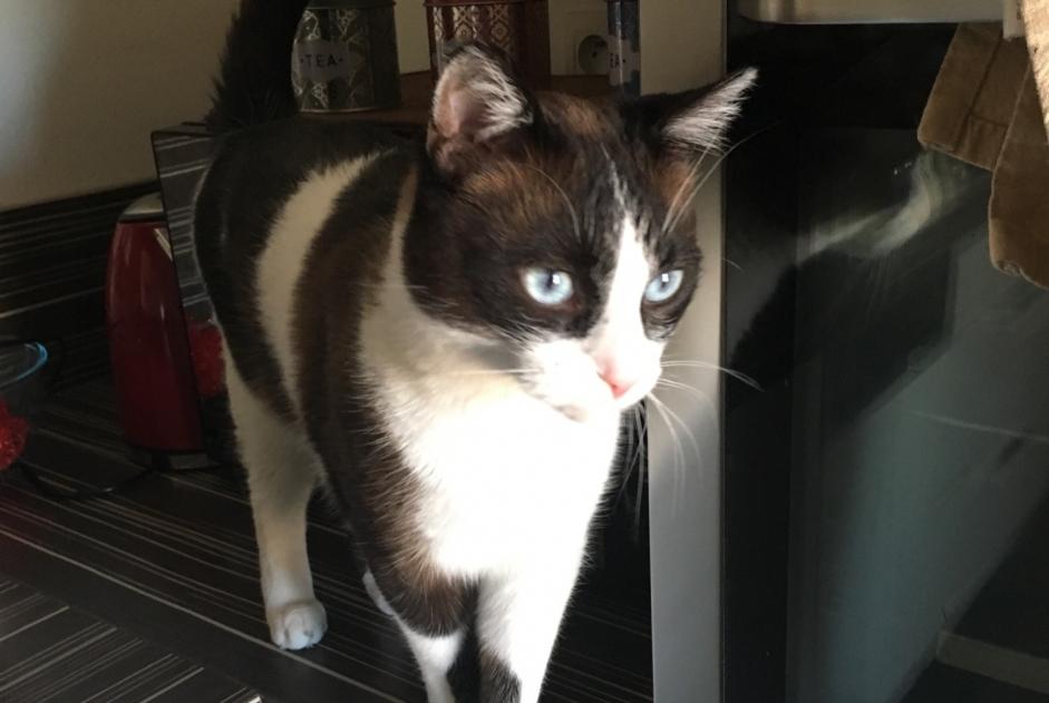 Disappearance alert Cat Male , 12 years Saint-Péray France