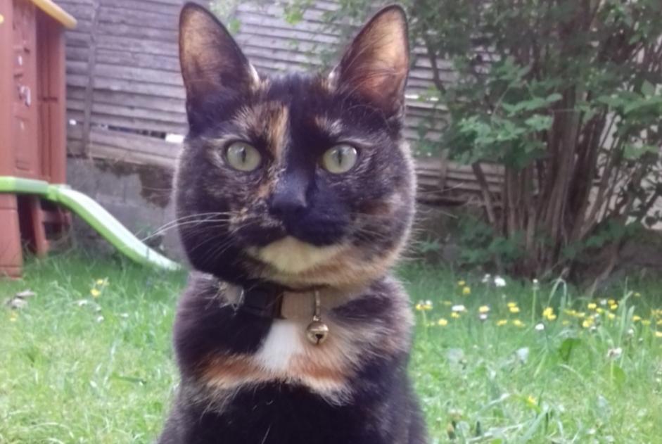 Disappearance alert Cat Female , 3 years Saint-Laurent-sous-Coiron France