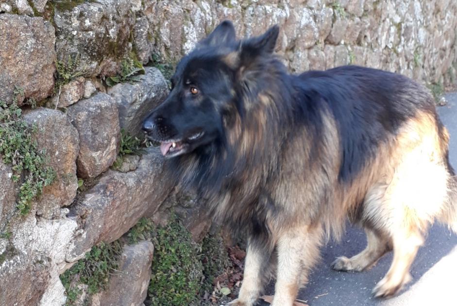 Discovery alert Dog miscegenation Unknown Saint-Romain-d'Ay France