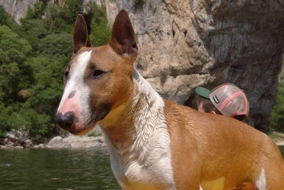 Disappearance alert Dog  Male , 4 years Chandolas France