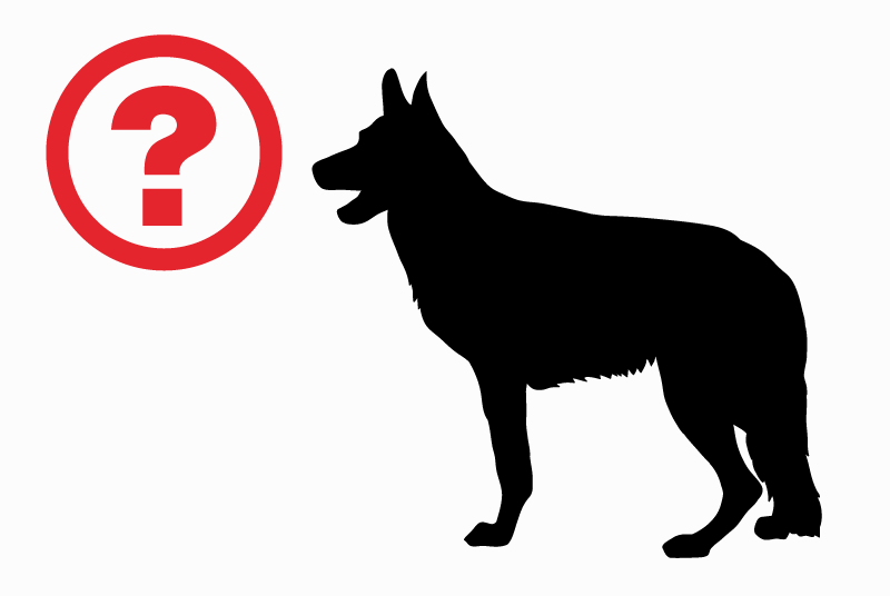 Alerta de Desaparición Perro cruce Hembra , 9 años Sainte-Eulalie Francia Alerta de Desaparición Perro cruce Hembra , 9 años Sainte-Eulalie Francia