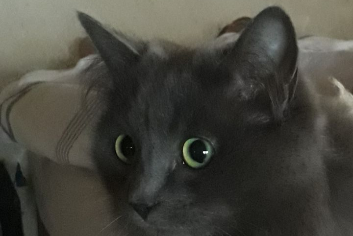 Alerte Disparition Chat Femelle , 3 ans Les Vans France Alerte Disparition Chat Femelle , 3 ans Les Vans France