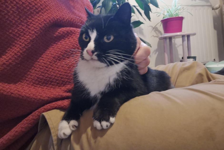 Alerte Découverte Chat Femelle Vaudevant France