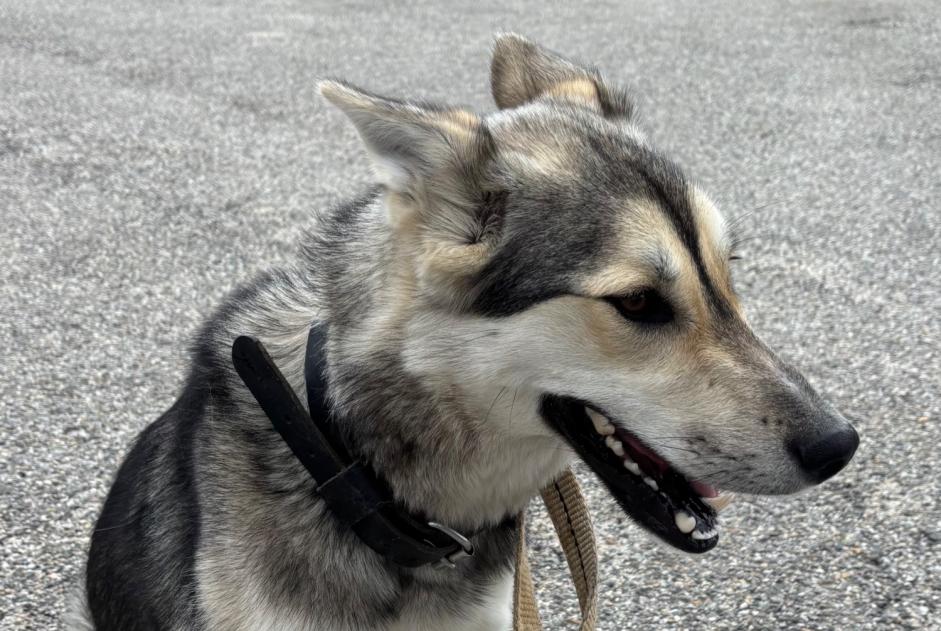 Alerte Découverte Chien croisement Inconnu Lalouvesc France