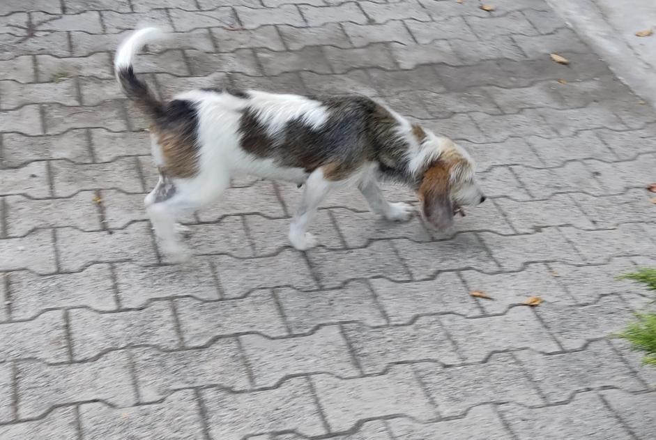 Alerte Découverte Chien croisement Femelle Peaugres France Alerte Découverte Chien croisement Femelle Peaugres France