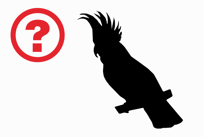 Alerte Découverte Oiseau Inconnu Saint-Romain-d'Ay France Alerte Découverte Oiseau Inconnu Saint-Romain-d'Ay France