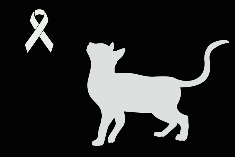 Discovery alert Cat miscegenation Female Les Vans France Discovery alert Cat miscegenation Female Les Vans France