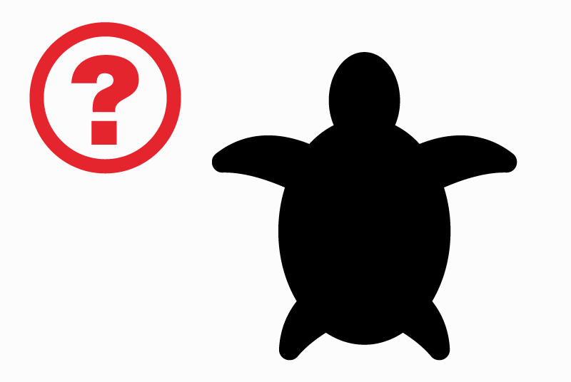 Discovery alert Tortoise Male Le Teil France