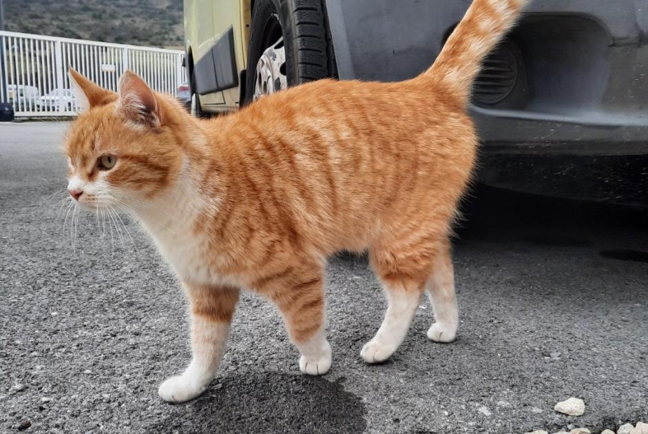 Avviso Ritrovamento Gatto Maschio , 2 anni Aubignas Francia