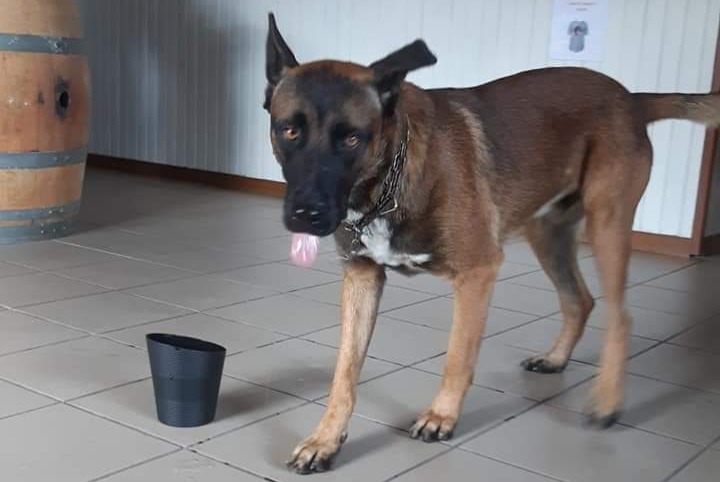 Ontdekkingsalarm Hond rassenvermenging Onbekend Saint-Remèze Frankrijk