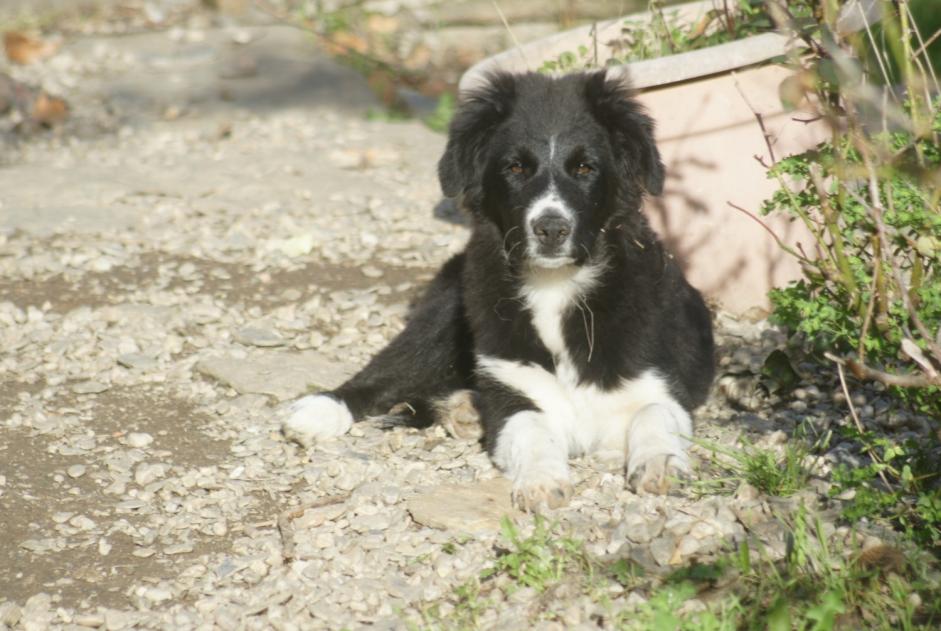 Verdwijningsalarm Hond rassenvermenging Mannetje , 0 jaar Pourcharesses Frankrijk