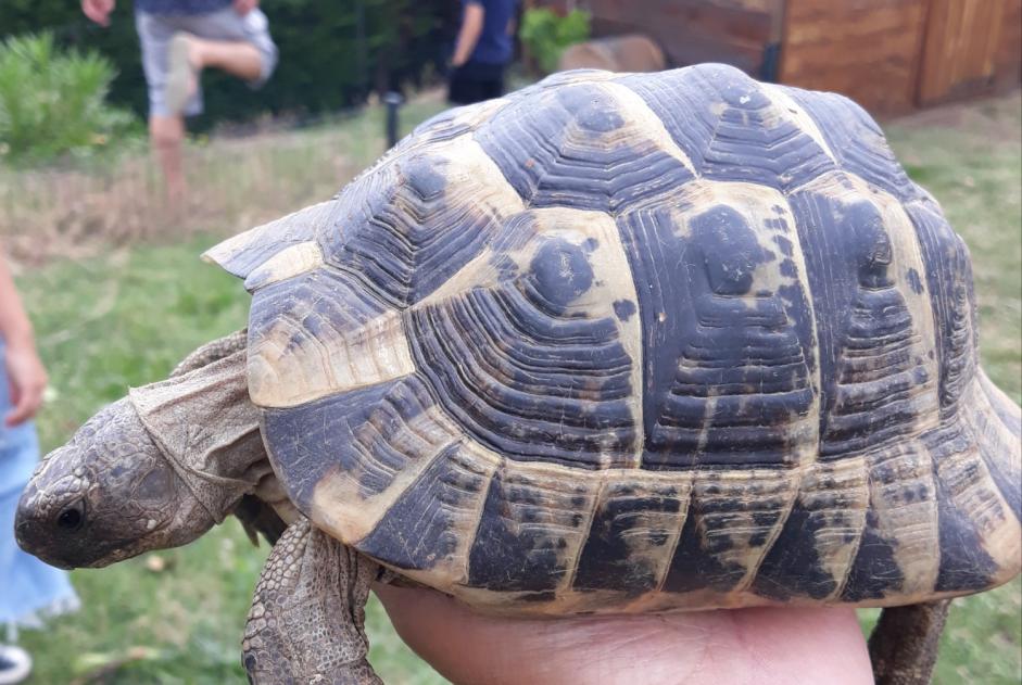 Ontdekkingsalarm Schildpad Onbekend Largentière Frankrijk
