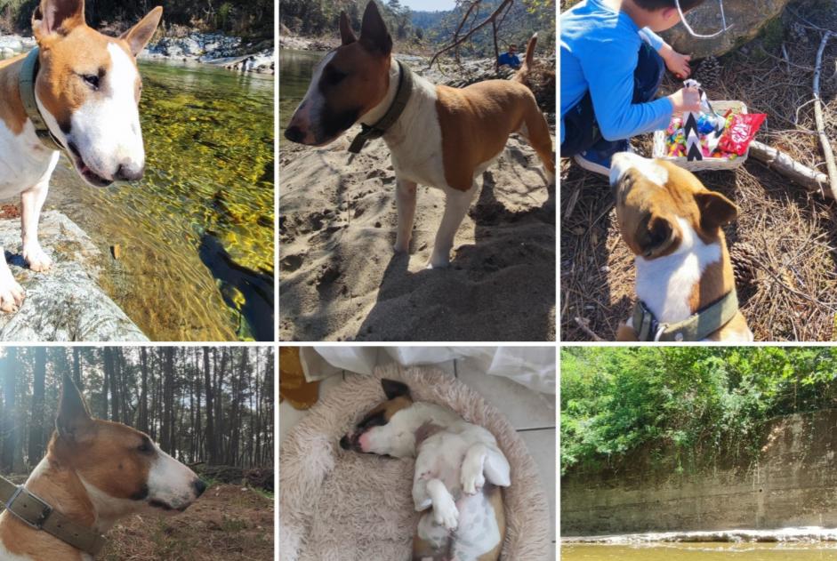 Alerta desaparecimento Cão Macho , 5 anos Chandolas France Alerta desaparecimento Cão Macho , 5 anos Chandolas France