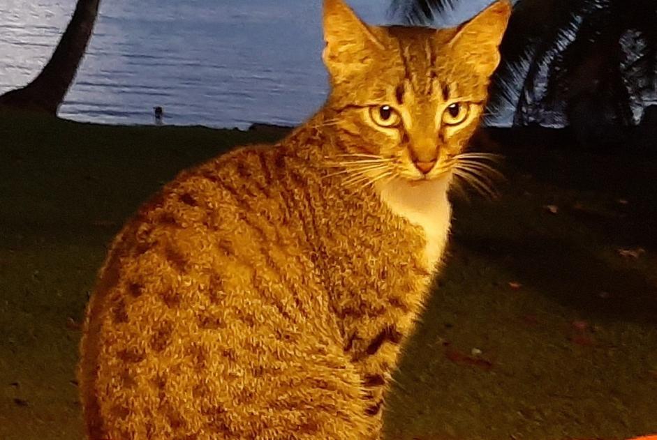 Alerta desaparecimento Gato Fêmea , 6 anos Tournon-sur-Rhône France